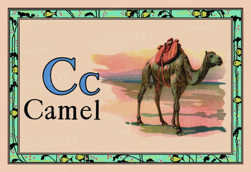 Camel 1926