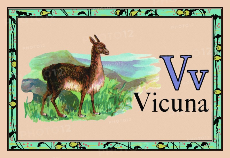 Vicuna 1926