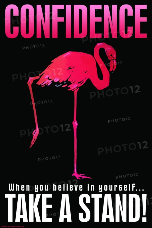 Confidence 2008