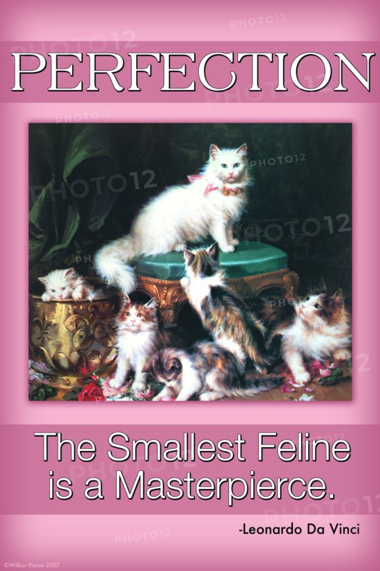 Perfection; The Smallest Feline is a Masterpiece 2006