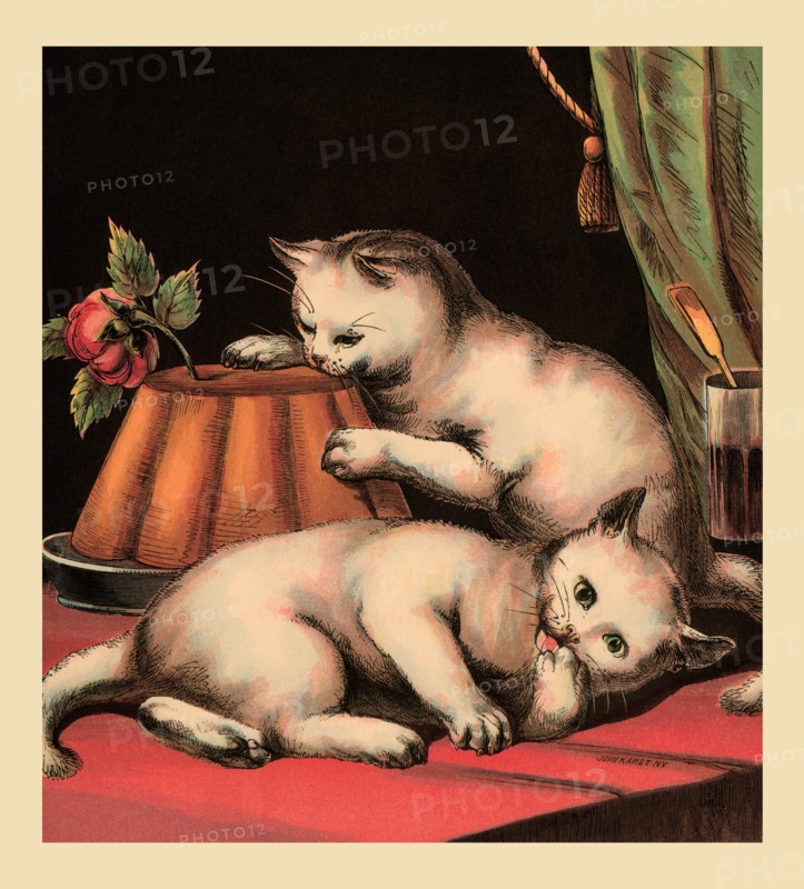 Greedy Kitten 1877
