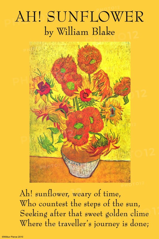 Ah! Sunflower
