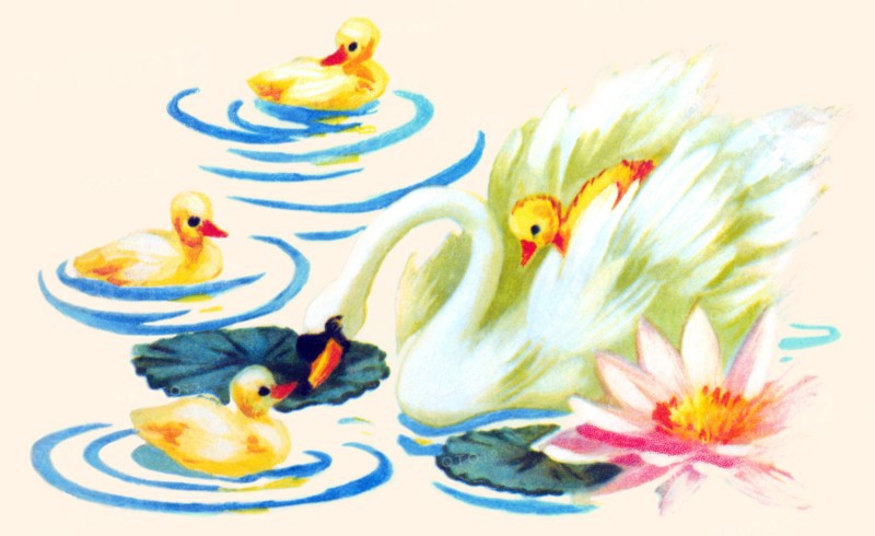 Swan and Babies 1935