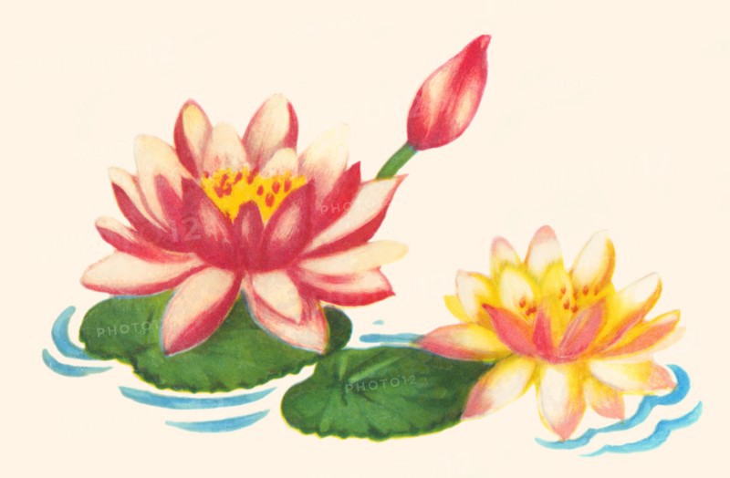 Water Lilies 1935
