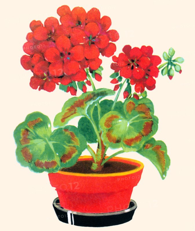 Geranium 1935