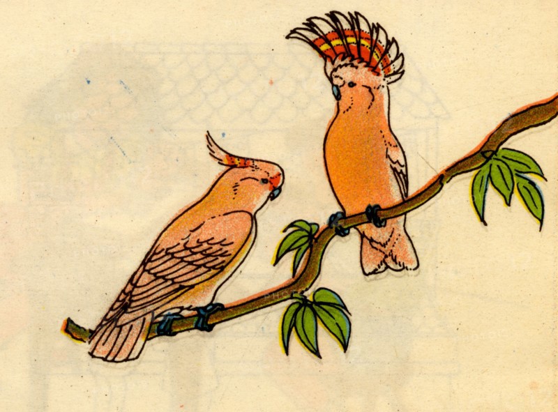Parrots