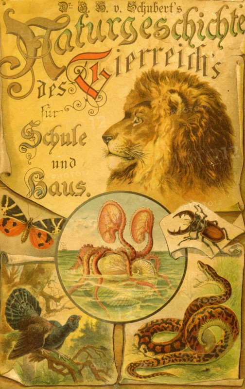 In German; Stories of Animals for Home & school book cover