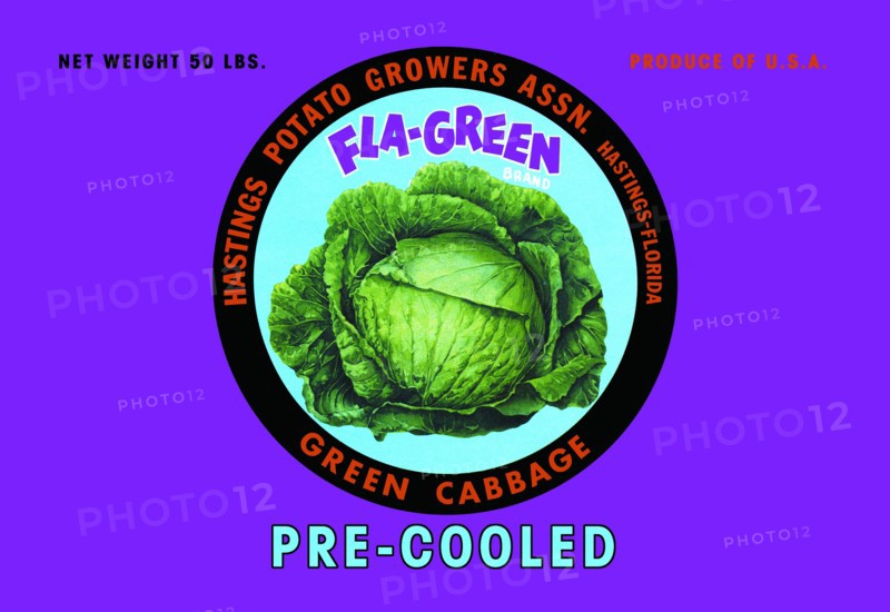 Fla-Green Green Cabbage