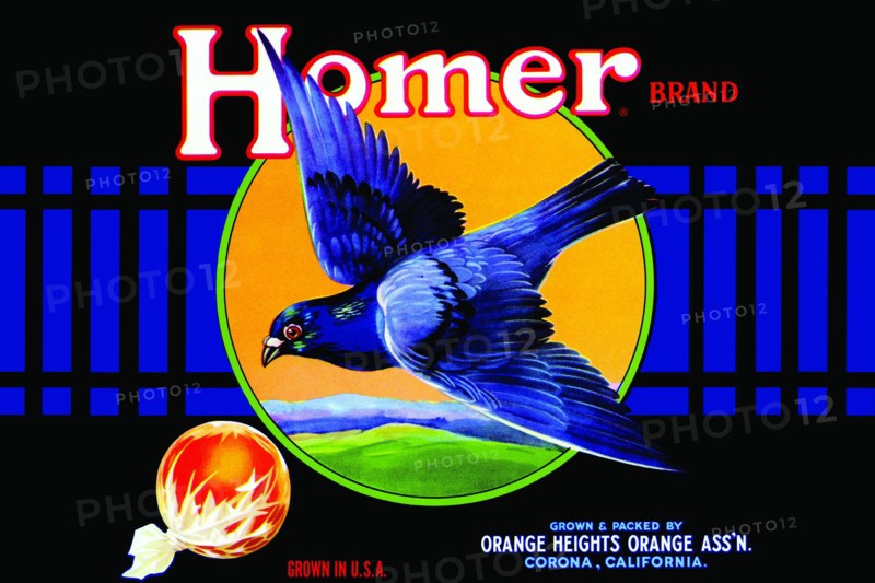Homer