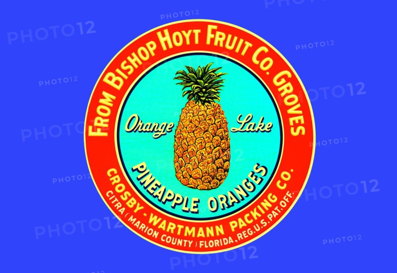 Orange Lake Brand Pineapples