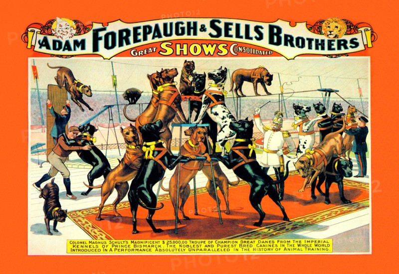 Troupe of Champion Great Danes: Adam Forepaugh and Sells Brothers Great Shows Consolidated 1900