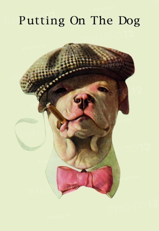 Dog in Hat and Bow Tie Smoking a Cigar