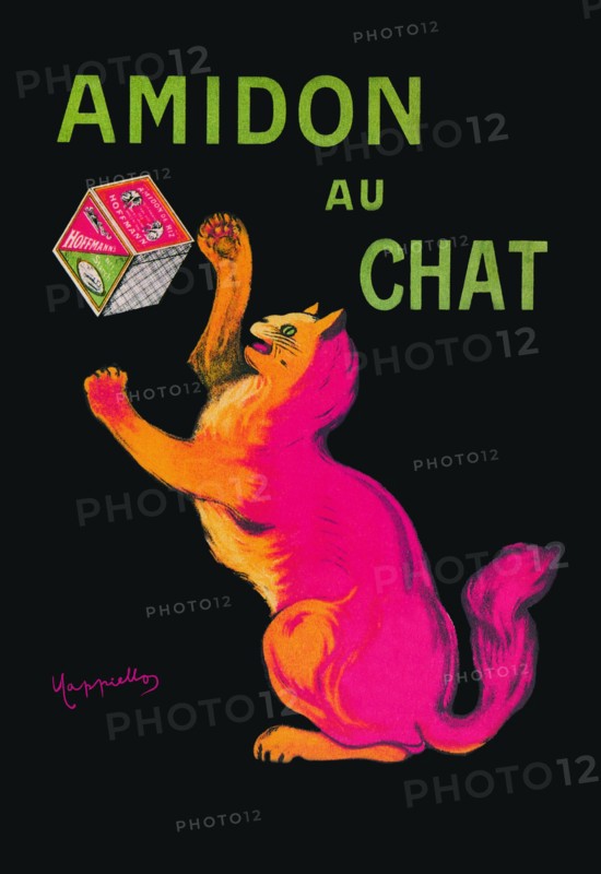 Amidon au Chat