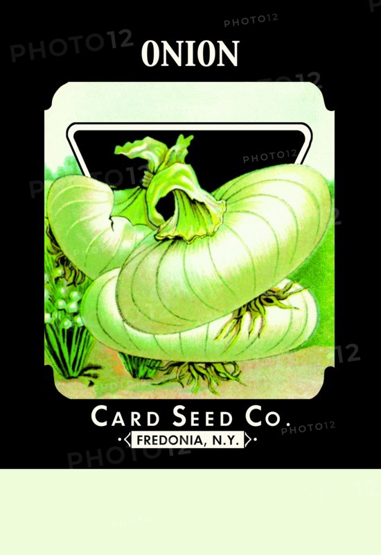 Onion