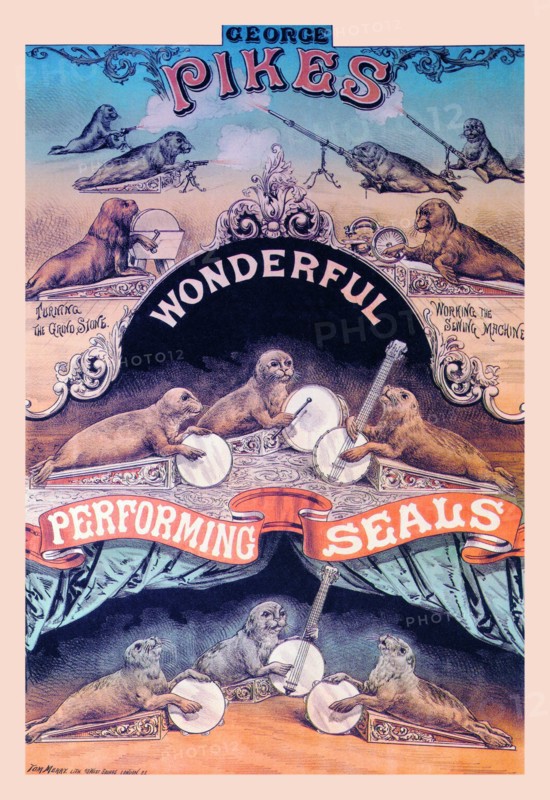 Pikes Wonderful Performing Seals