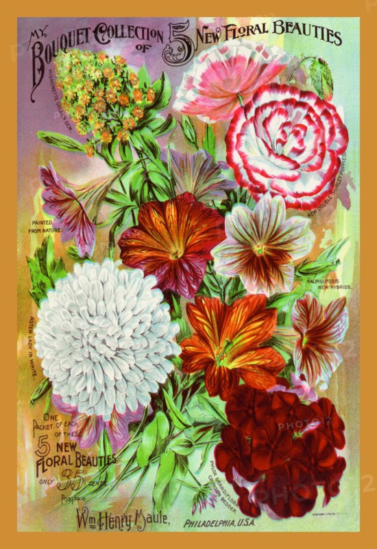 My Bouquet Collection of Five New Floral Beauties