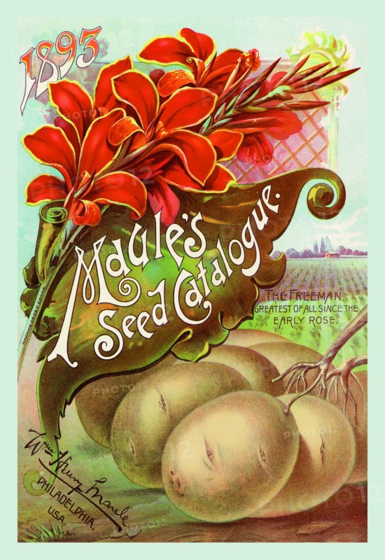 Maule's Seed Catalogue, 1893 1893