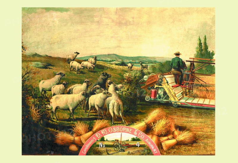 Osborne - Sheep with Grain Binder 1888