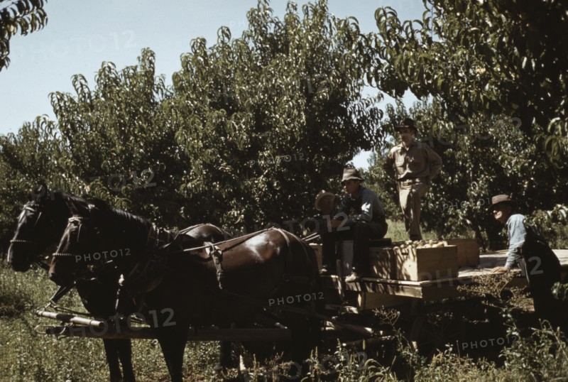 Crates of peaches being gathered from pickers to be hauled to the shipping shed, Delta County, Colo. 1940