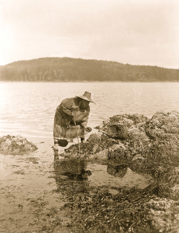 Gathering abalones--Nakoaktok 1910