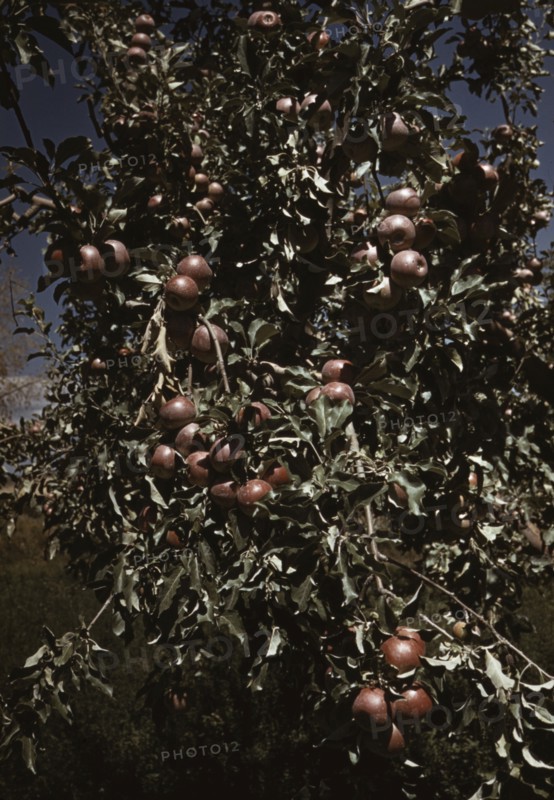 Peaches on a tree, orchard in Delta County, Colo. 1940