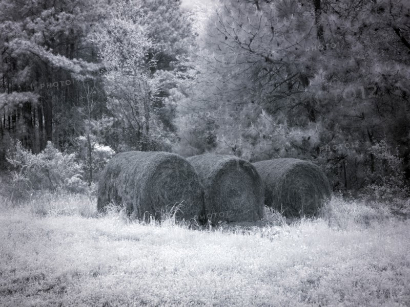 Rural scene in Alabama 2010