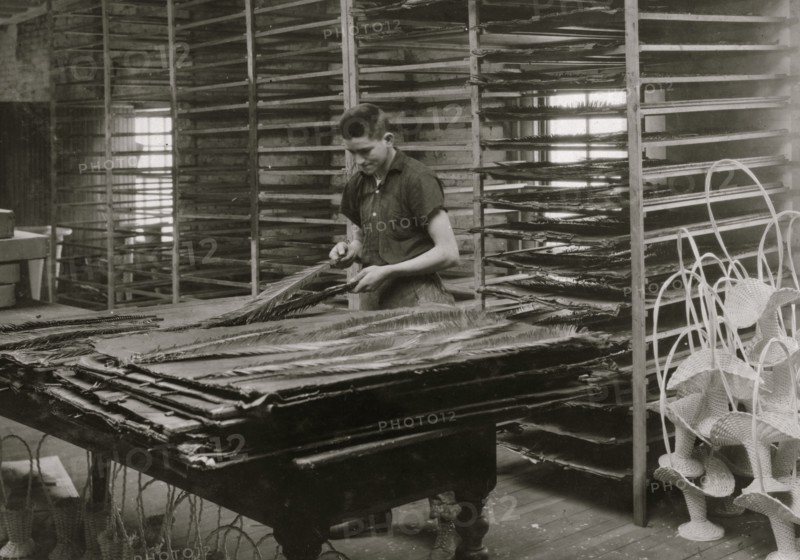 Sorting cycas leaves, Boston Floral Supply Co. 1917