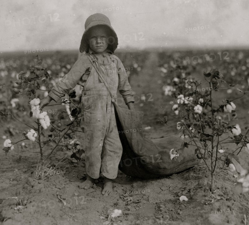 5-year old Harold Walker Picks Cotton 1916