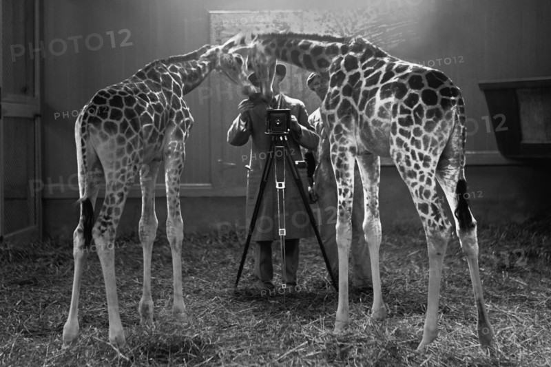 Giraffes marvel at the Camera 1926
