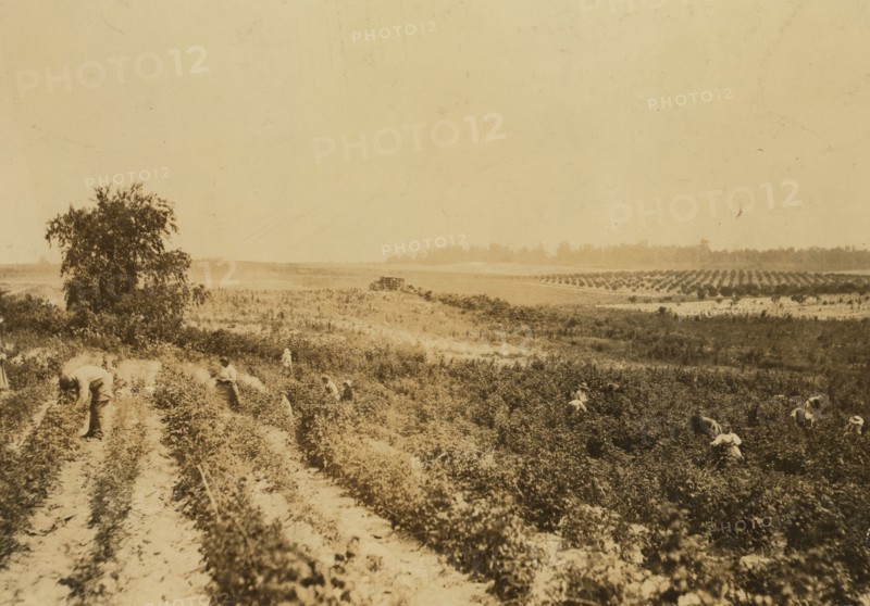 Strawberry Fields 1909