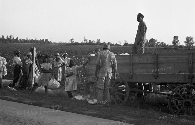 African American Cotton Pickers 1935