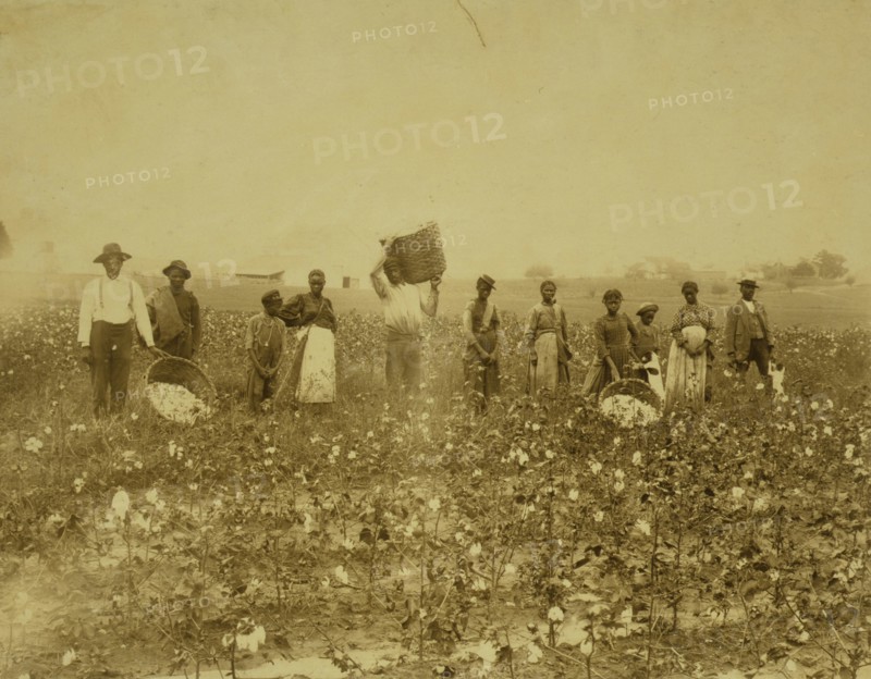 Land of cotton 1900