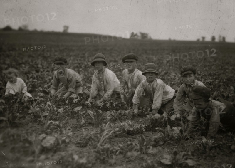 Children  working in harvesting the sugar beets  1915