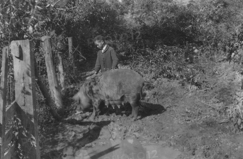 Austin Curtis and his pig project. 1921