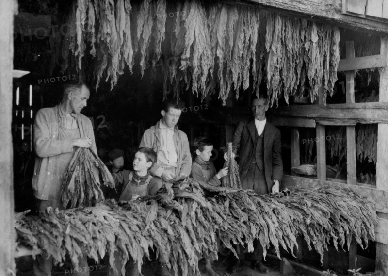 Family stripping tobacco.  1917