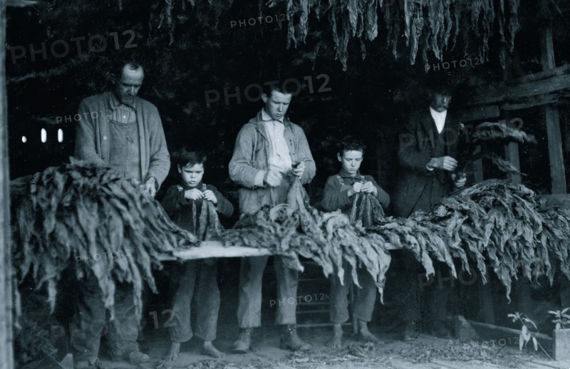 Family stripping tobacco.  1917