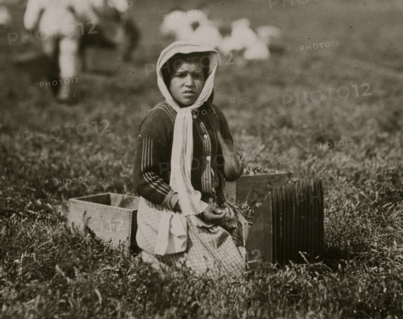 Bessie Gonsalve, Said she was 11. Picking and carrying cranberries.  1911