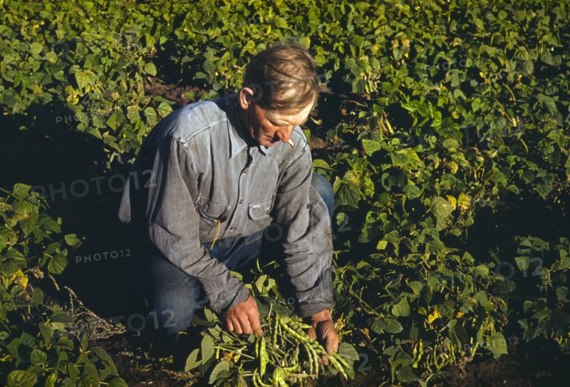 Picking Beans 1940