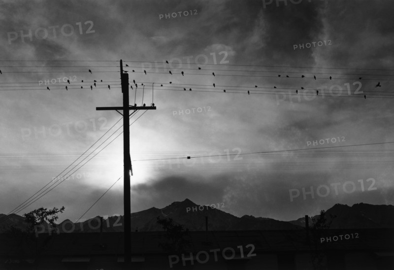 Birds on wire, evening 1943