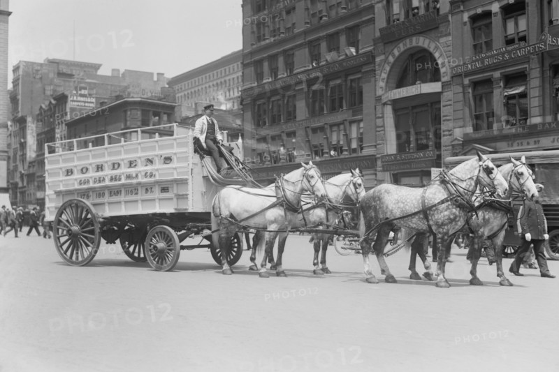Borden Dairies enter a Horse Drawn Wagon in the Work Horse Parade 1908