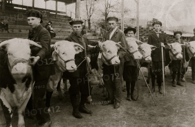Boys judging prize heifers at 4 H Club Fair at Charleston, W. Va 1921