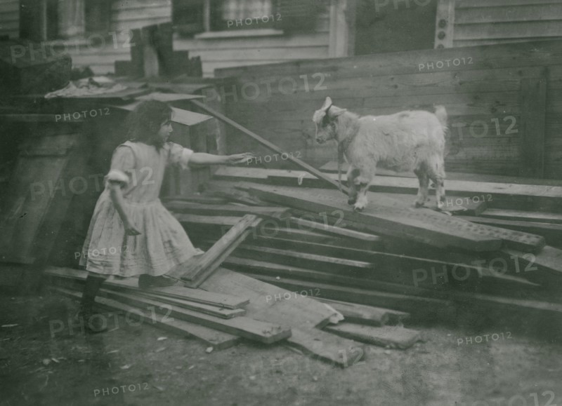 Child feeds a sheep at Back-yard, Spruce Street, Providence, R.I.  1912