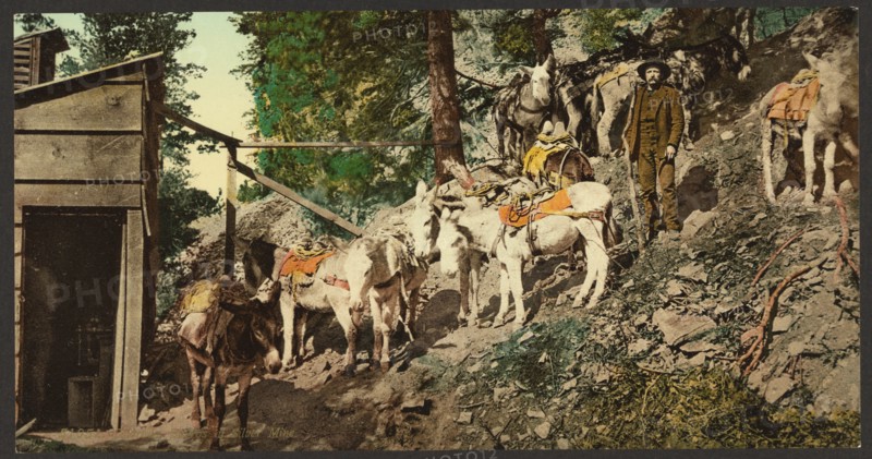 Colorado. Burros at silver mine 1900