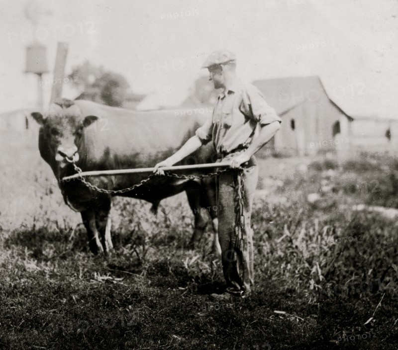Dairyman in Kentucky with a cow 1917