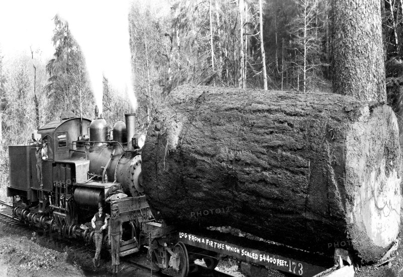 Desecrated Fir 1920