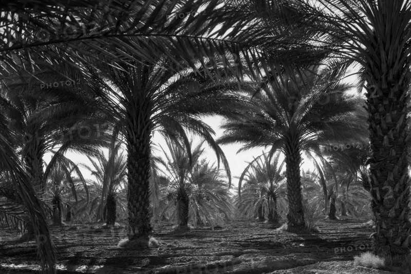 Date palms 1937