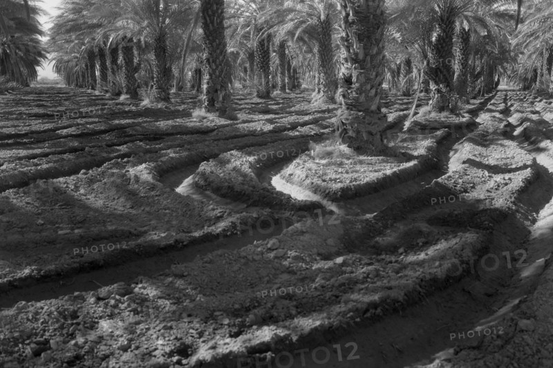 Date palms 1937