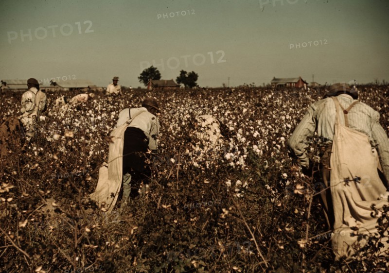 Day laborers picking cotton near Clarksdale, Miss. 1939