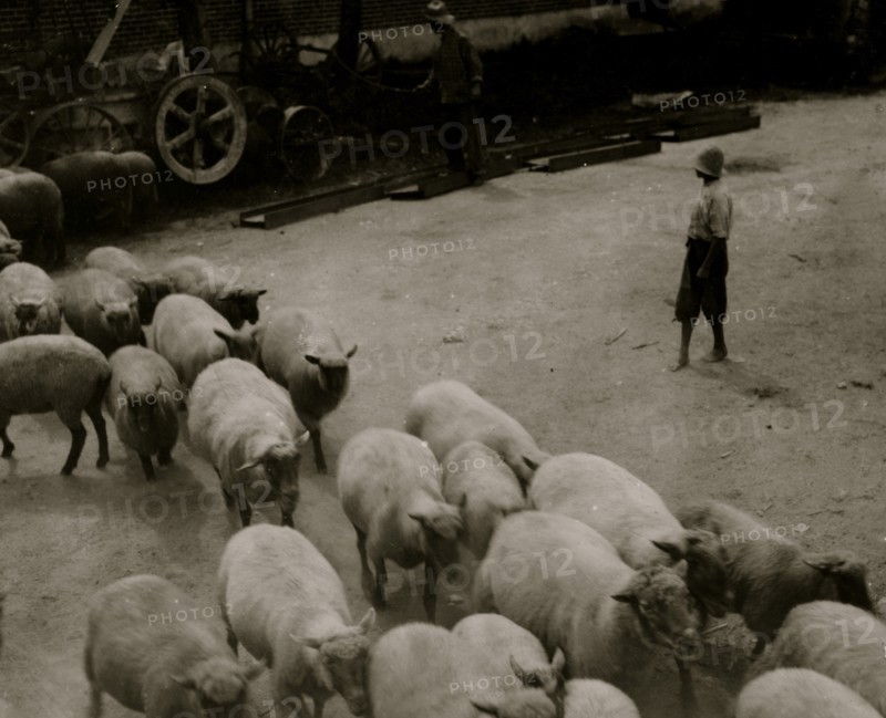 Driving boy driving sheep into the sheep pens at Carlisle. 1916