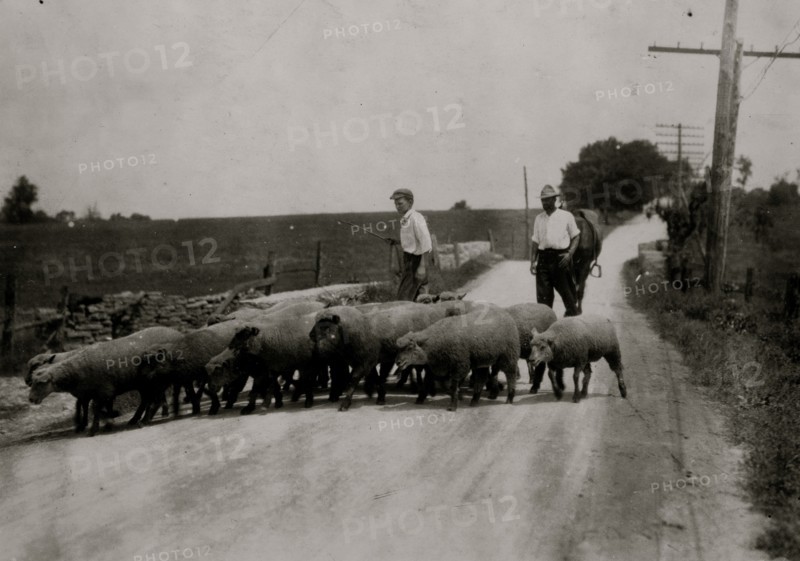 Driving sheep to town. Gartland boy (did not get first name) Mother runs the Farmers Hotel,  1916